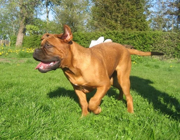 Dogue de bordeaux Sienna - For fuld firspring billede 8