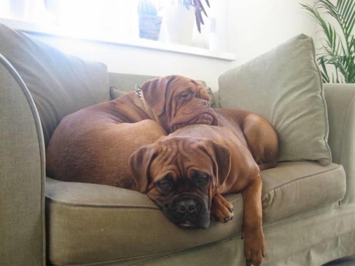 Dogue de bordeaux Sienna - Sofahygge med bedste ven J´adore. billede 9