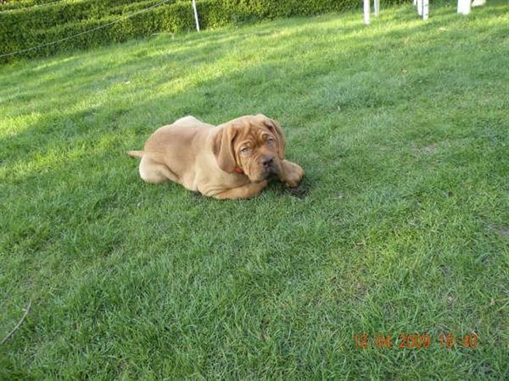 Dogue de bordeaux Anka (Himmelhund) billede 2