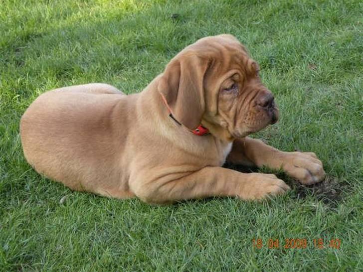 Dogue de bordeaux Anka (Himmelhund) billede 3