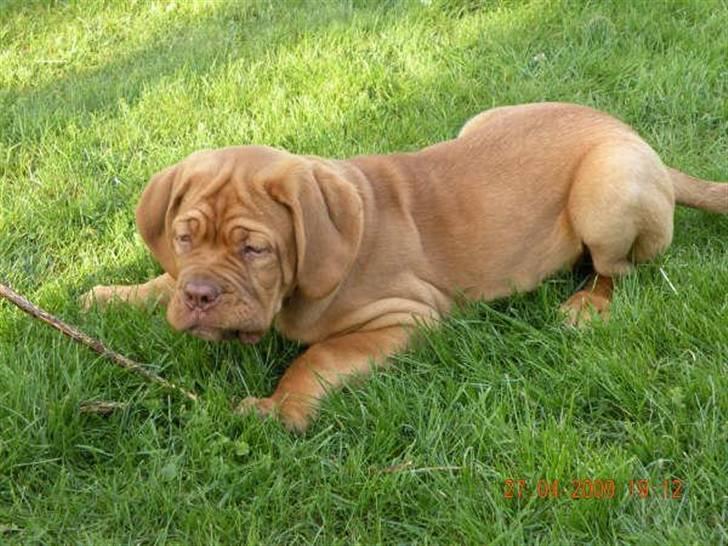 Dogue de bordeaux Anka (Himmelhund) billede 4