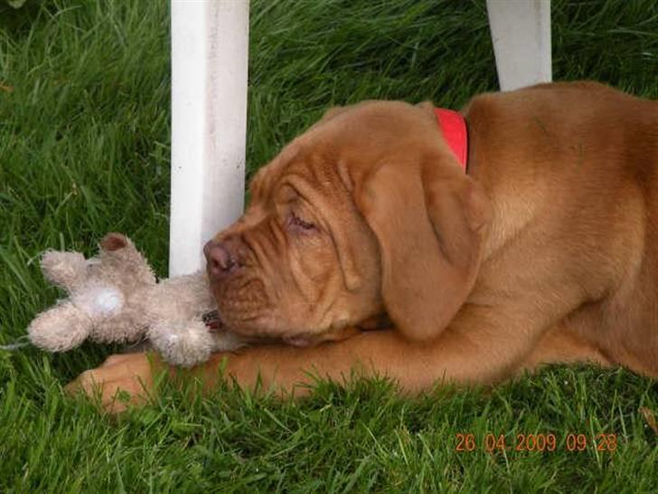 Dogue de bordeaux Anka (Himmelhund) billede 5