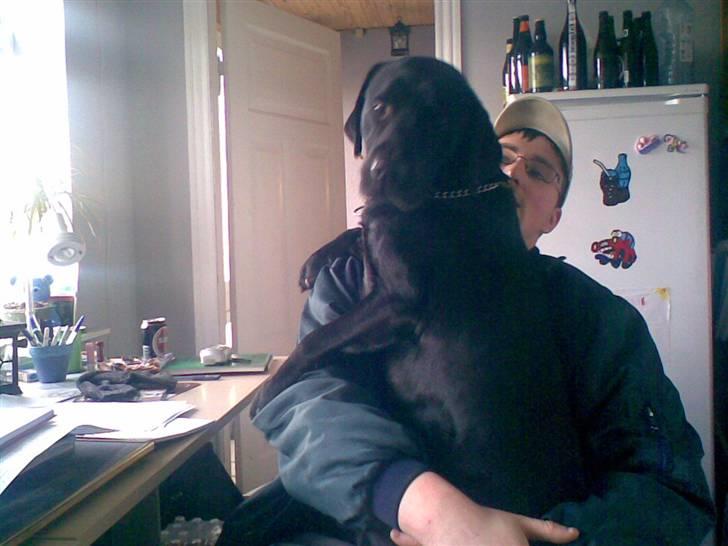 Labrador retriever Engbo's Max billede 1