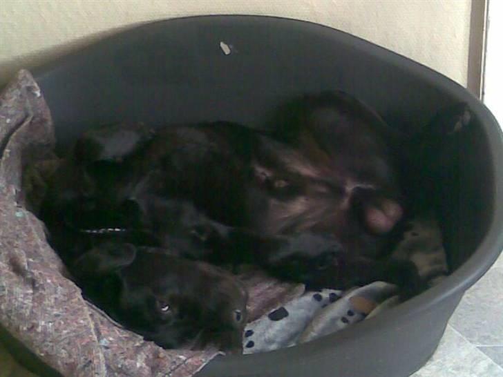 Labrador retriever Engbo's Max - Sådan ser man ud, når der er kommet nye tæpper i kurven. billede 2