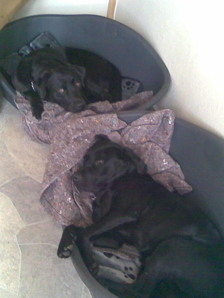 Labrador retriever Engbo's Max - Chester øverst, Max nederst billede 3