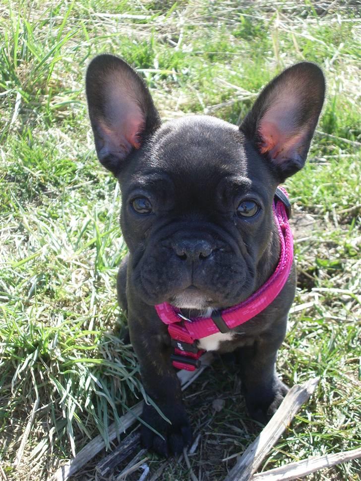 Fransk bulldog Stella billede 1