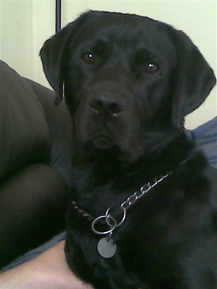 Labrador retriever Engbo's Max billede 4