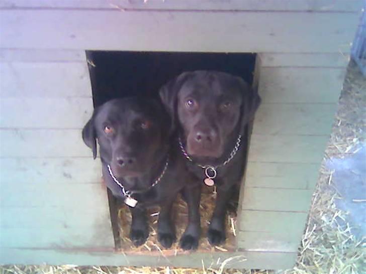 Labrador retriever Engbo's Max - max sidder til højre, den anden er Chester. billede 5