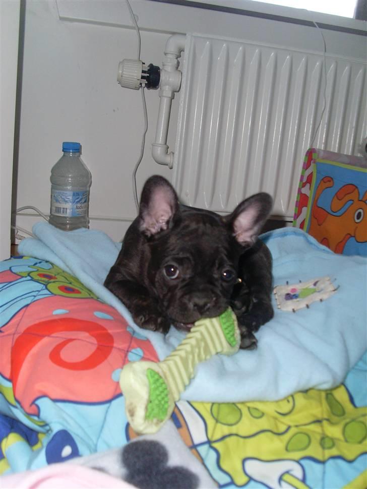 Fransk bulldog Stella billede 2