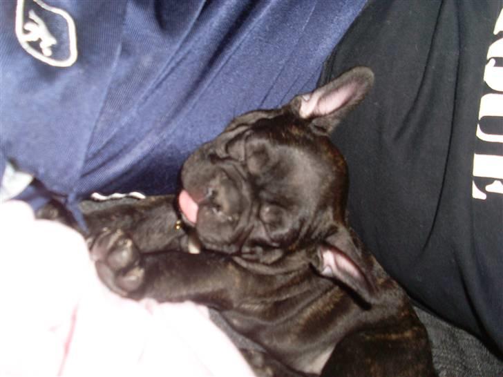 Fransk bulldog Stella billede 3