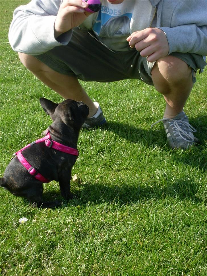 Fransk bulldog Stella billede 4