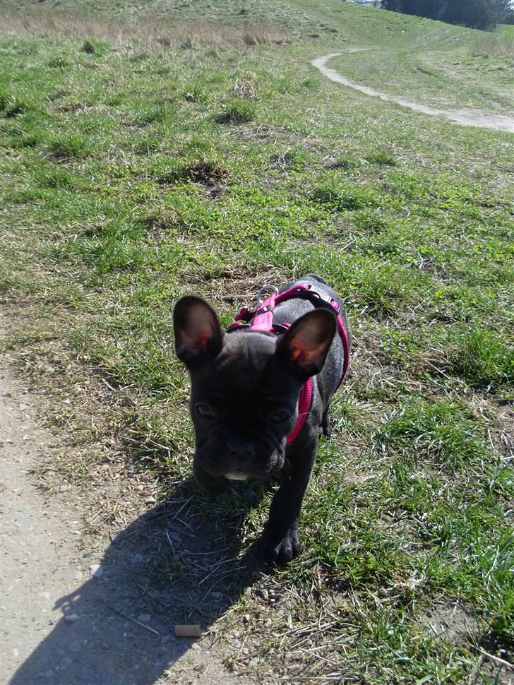 Fransk bulldog Stella billede 5