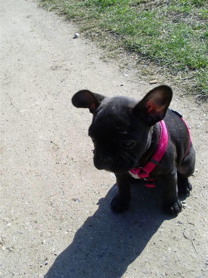 Fransk bulldog Stella billede 6