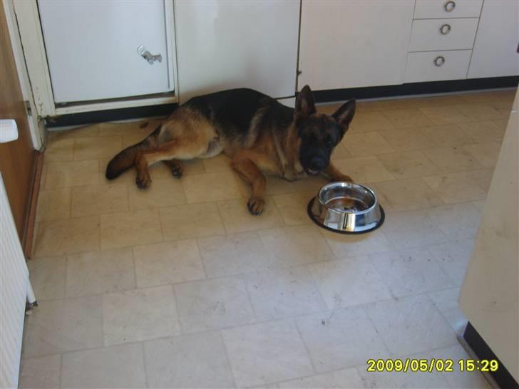 Schæferhund Taico. 2008-2010. R.I.P billede 9