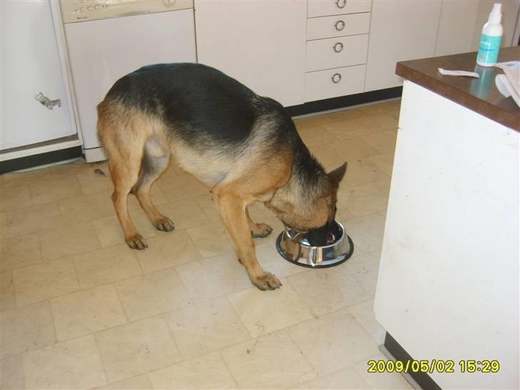 Schæferhund Taico. 2008-2010. R.I.P - Taico og hans mad billede 10