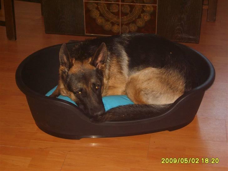 Schæferhund Taico. 2008-2010. R.I.P - hans nye kurv købt i dag billede 11