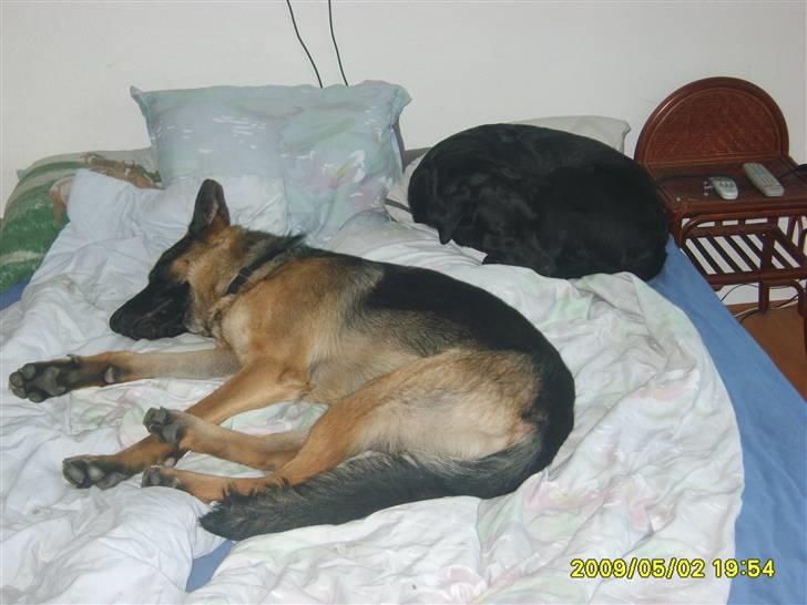 Schæferhund Taico. 2008-2010. R.I.P - Taico i sengen billede 12