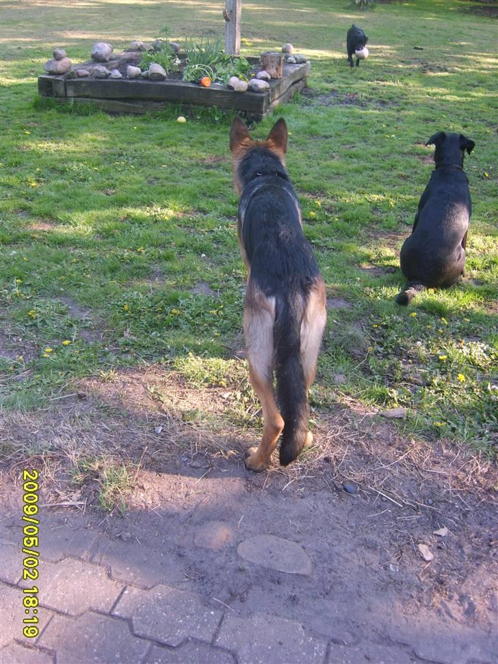 Schæferhund Taico. 2008-2010. R.I.P - Taico udenfor billede 13