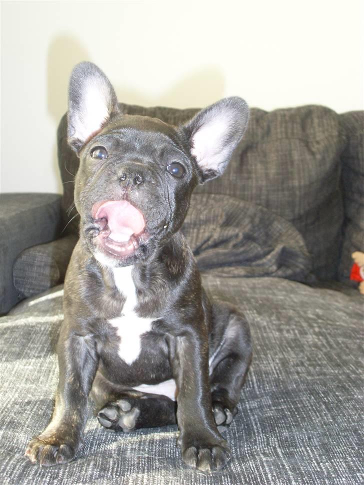 Fransk bulldog Stella billede 7