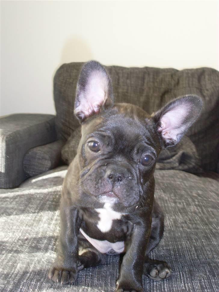 Fransk bulldog Stella billede 8
