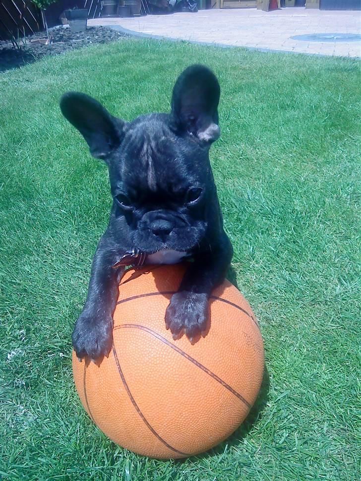 Fransk bulldog Spike Bouledogue Français - Skal vi spille lidt? men det er min bold, at du ved det.... billede 1
