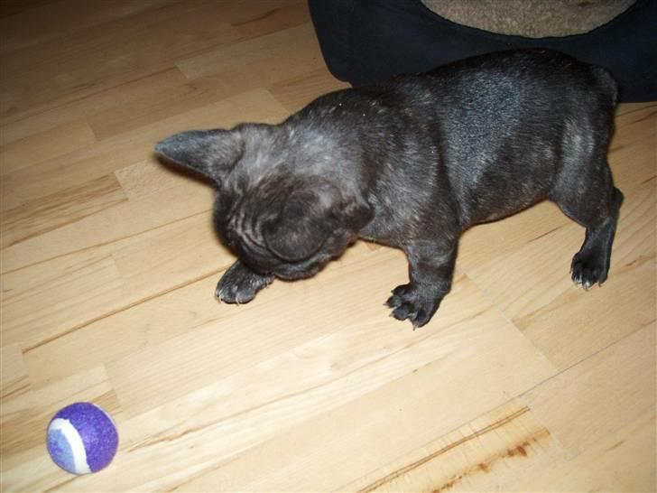 Fransk bulldog Spike Bouledogue Français billede 2