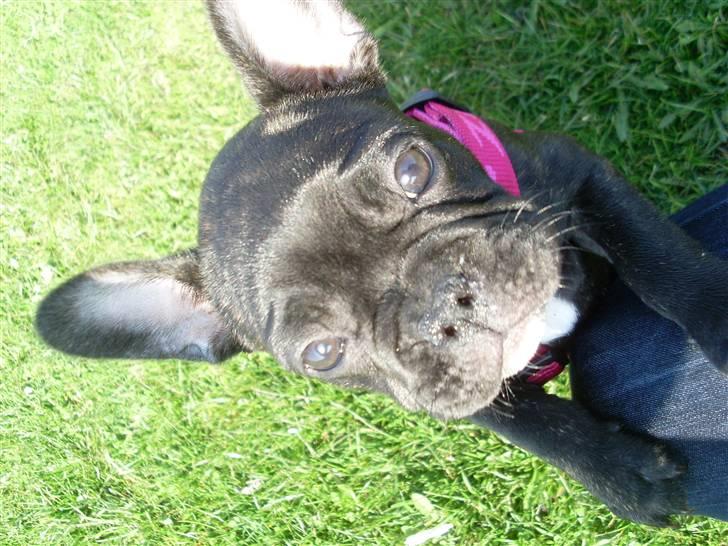 Fransk bulldog Stella billede 9