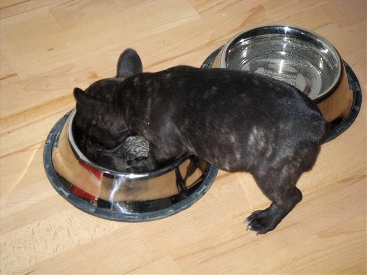 Fransk bulldog Spike Bouledogue Français - Er du sikker på der ikke er mere nede under? billede 3