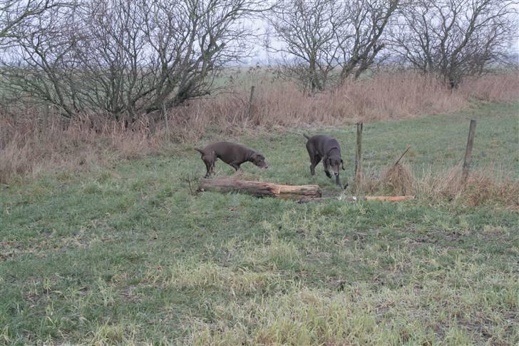 Korthåret hønsehund Rico R.I.P. - det  billede er taget en uge før han blev aflivet, mens han stadig var frisk billede 16