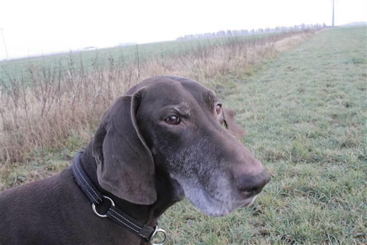 Korthåret hønsehund Rico R.I.P. - det  billede er taget en uge før han blev aflivet, mens han stadig var frisk billede 17