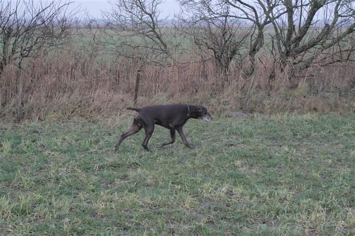 Korthåret hønsehund Rico R.I.P. - det  billede er taget en uge før han blev aflivet, mens han stadig var frisk billede 18