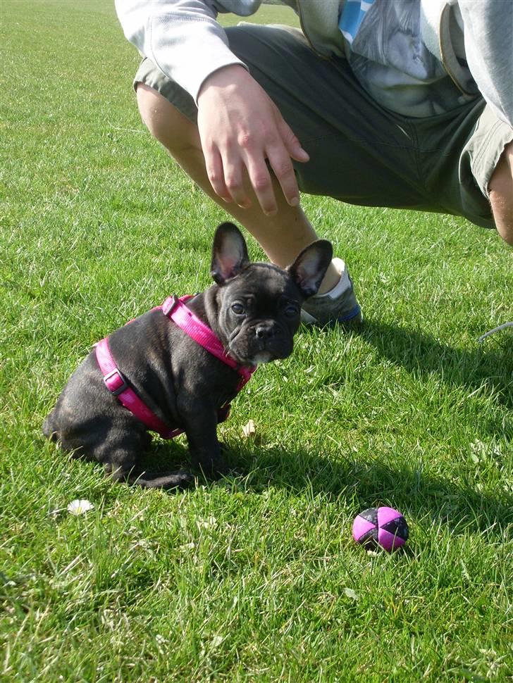 Fransk bulldog Stella billede 10