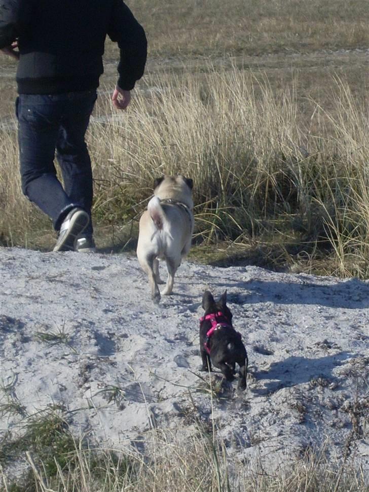 Fransk bulldog Stella billede 11