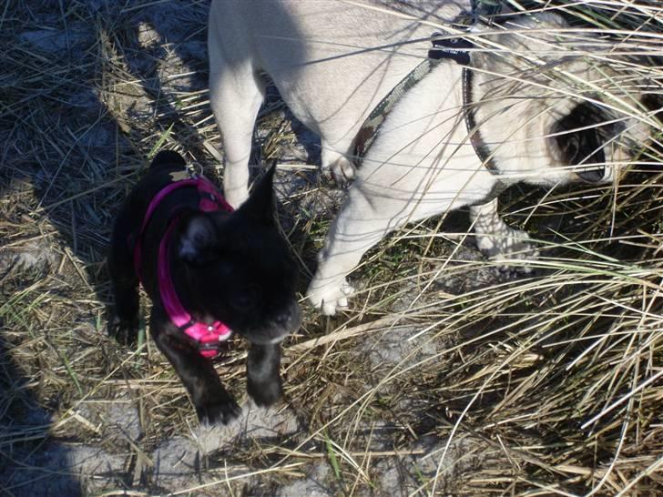 Fransk bulldog Stella billede 12