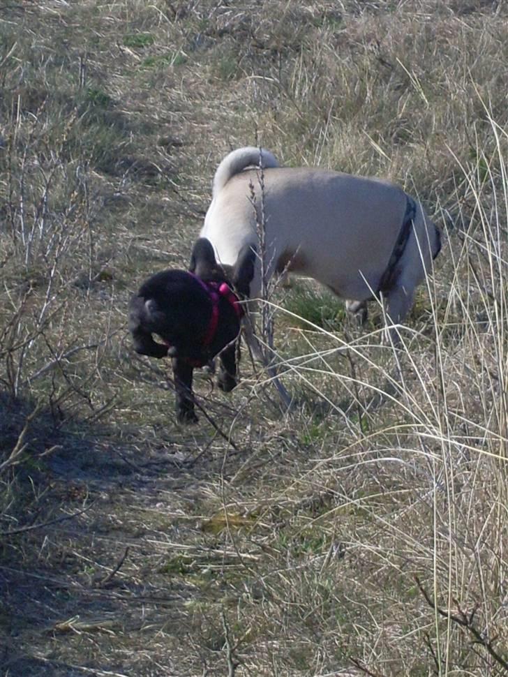 Fransk bulldog Stella billede 13