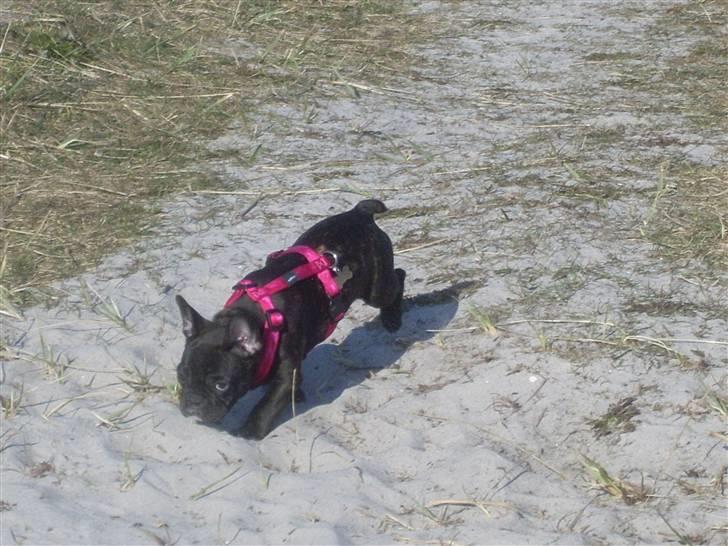 Fransk bulldog Stella billede 14