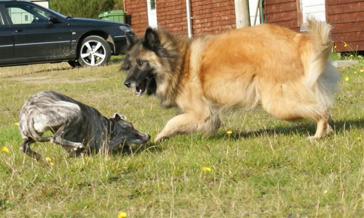 Tervueren Chacami Dess * Himmelhund - Dess og legekammeraten Neala, som er en whippet billede 16