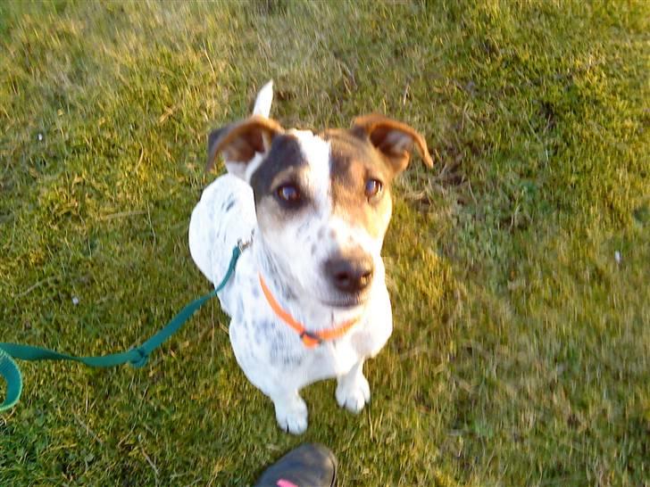 Jack russell terrier Fie    *SOLT* billede 1