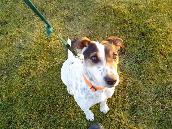 Jack russell terrier Fie    *SOLT* billede 2