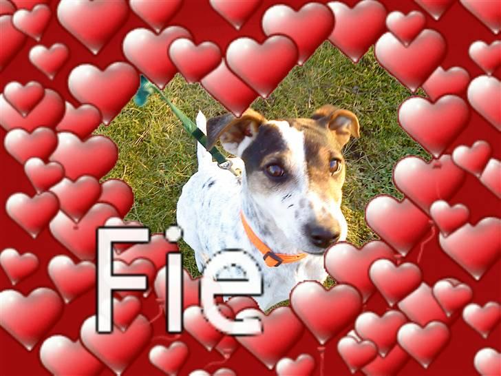Jack russell terrier Fie    *SOLT* billede 3