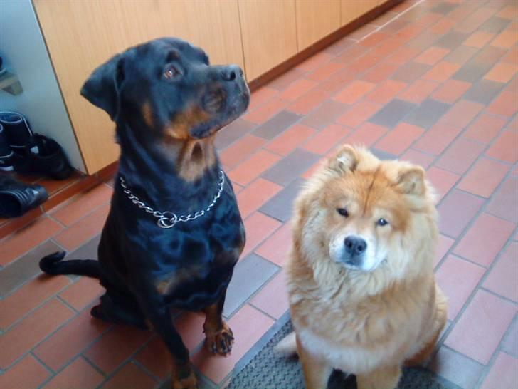 Chow chow Nybo's lady billede 2