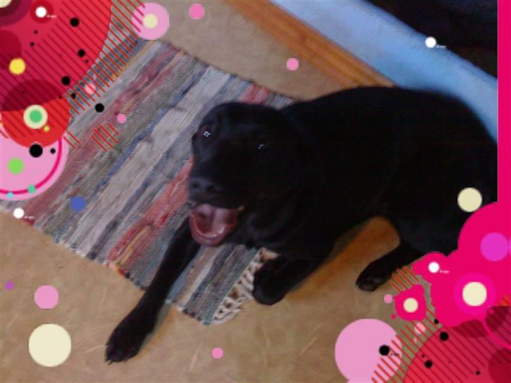 Labrador retriever Creca billede 1