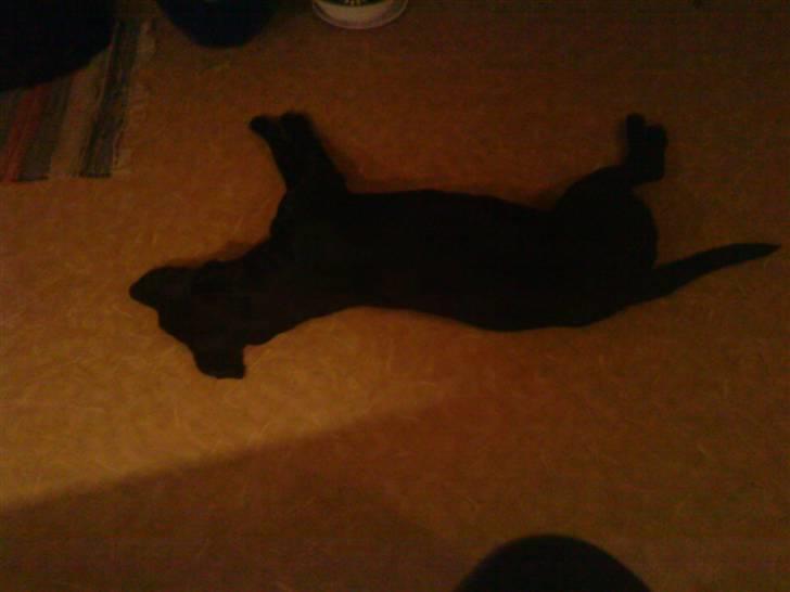 Labrador retriever Creca billede 2