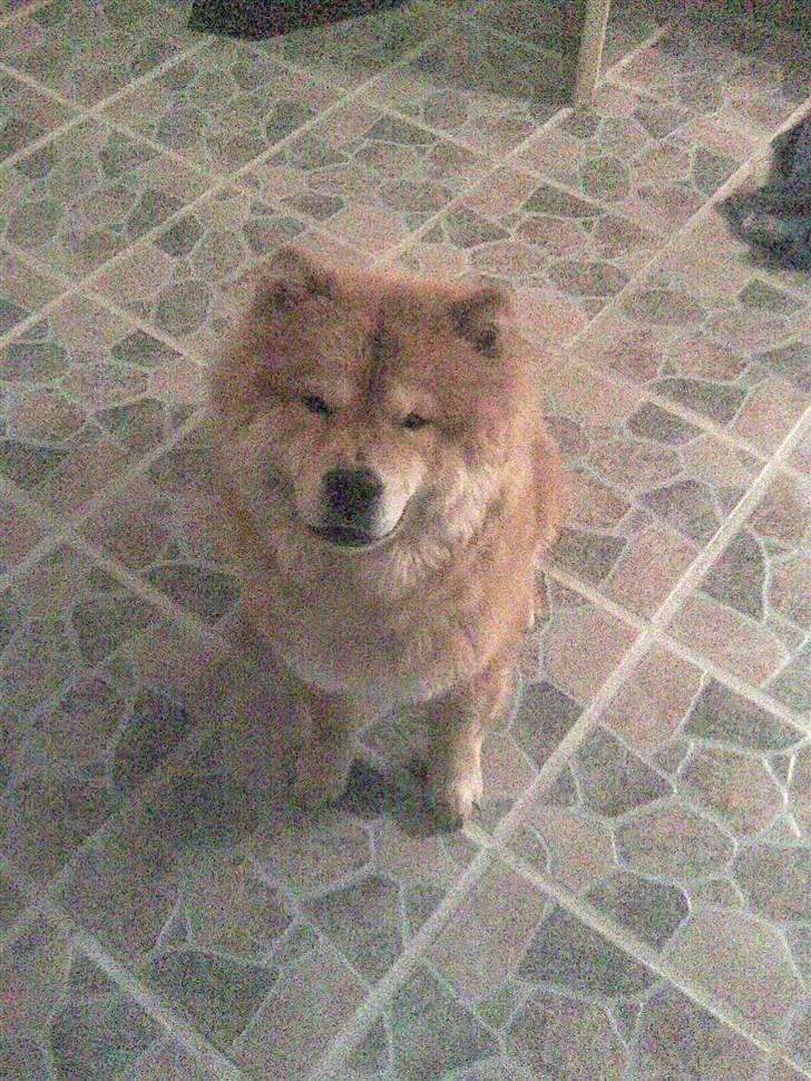 Chow chow Nybo's lady billede 3