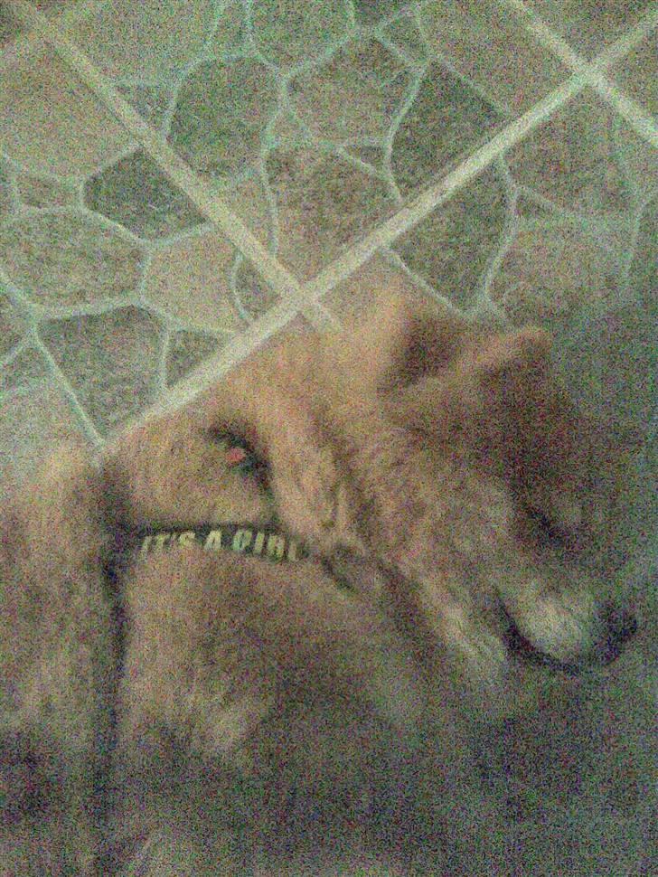 Chow chow Nybo's lady billede 4