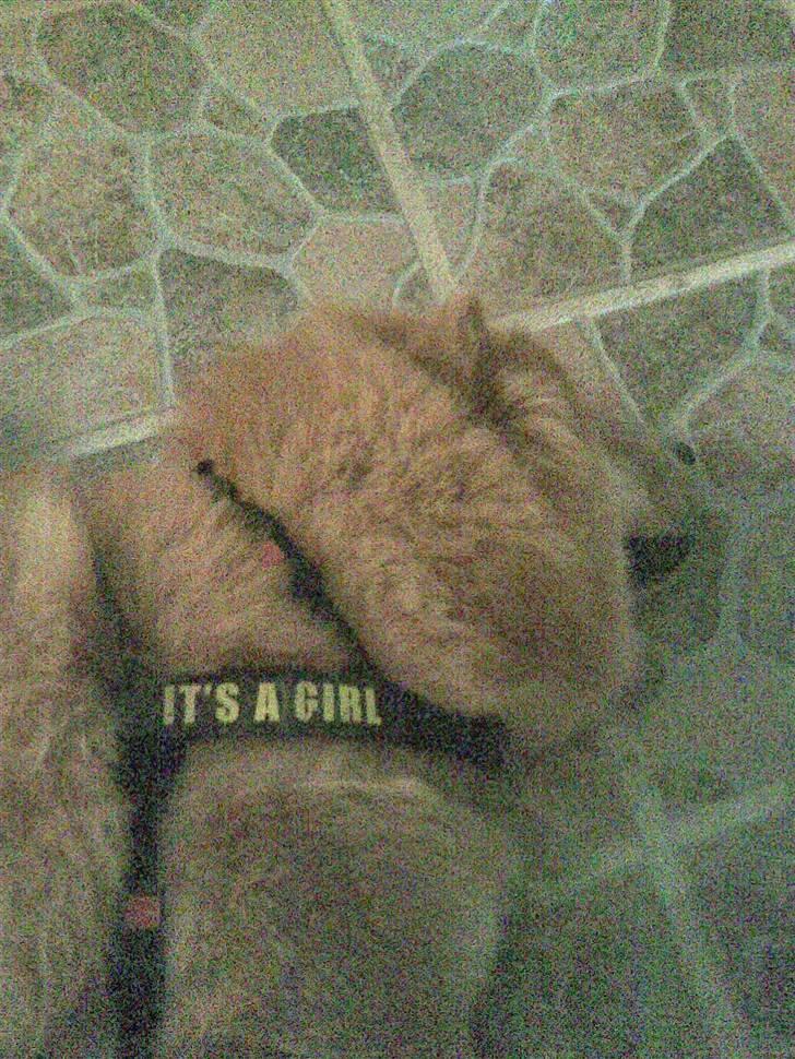 Chow chow Nybo's lady billede 5