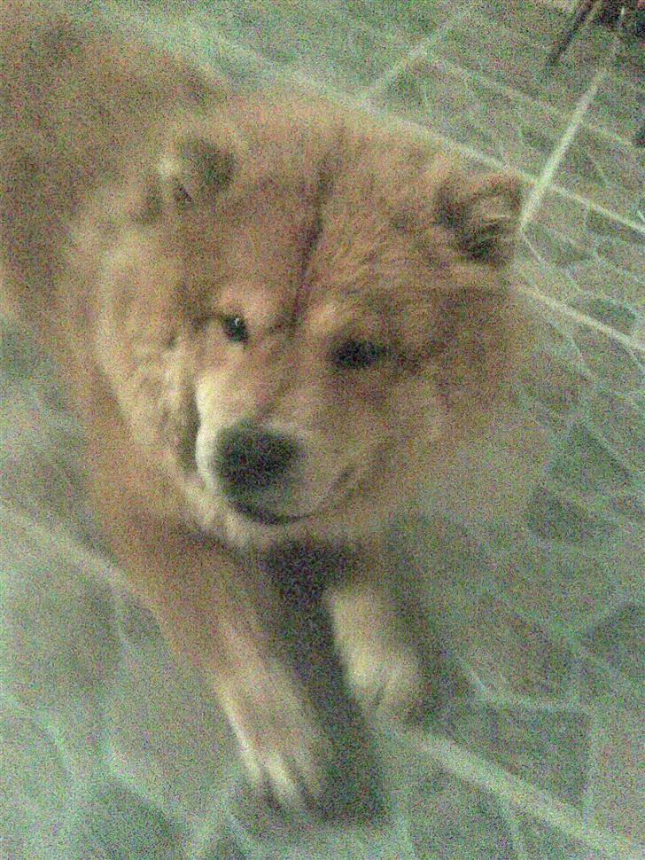 Chow chow Nybo's lady billede 6