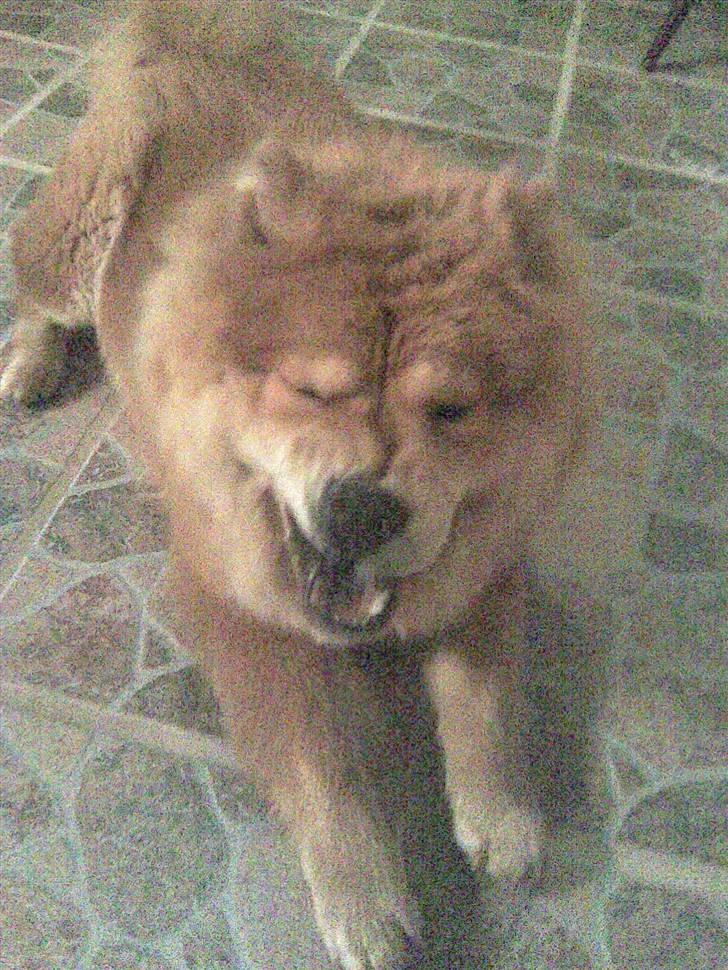 Chow chow Nybo's lady billede 7