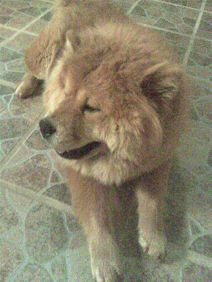 Chow chow Nybo's lady billede 8