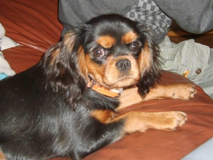 Cavalier king charles spaniel Flicka - 1. maj 2009 billede 12